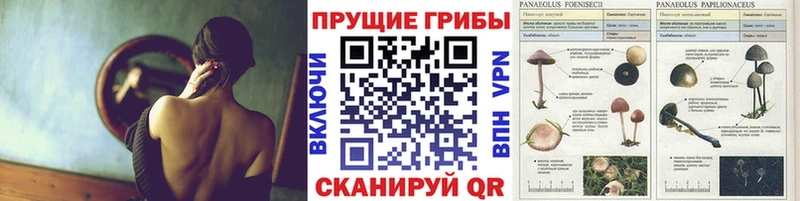 Галлюциногенные грибы Cubensis  Болохово 